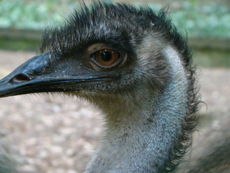 a close up of a large bird with black hair