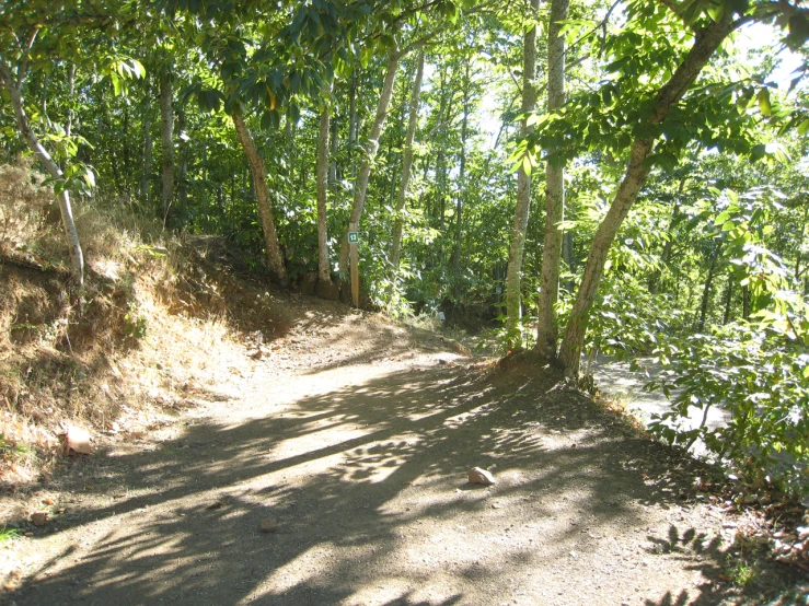 trees and brush are covering the dirt road