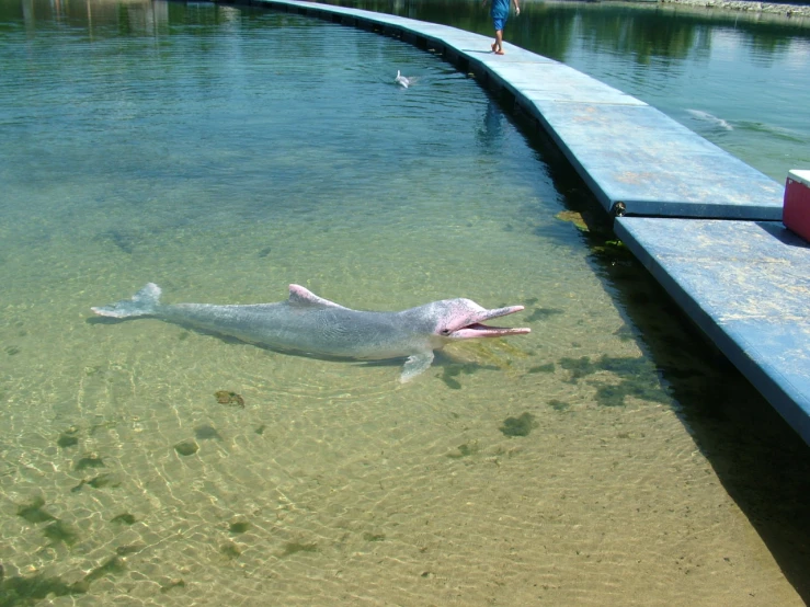 a large animal floating on top of a river