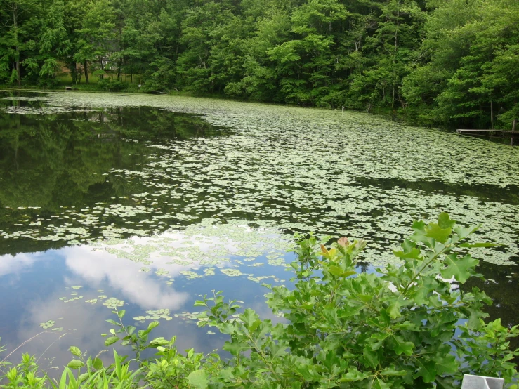 a lake with lillies and trees around it