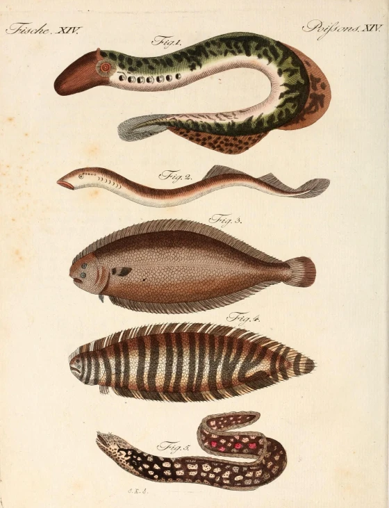 a plate with different kinds of animals