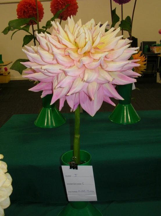 a vase with large white and pink flowers in it