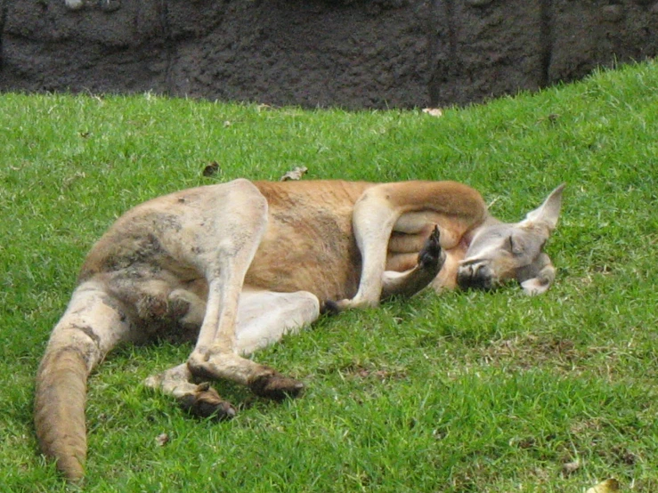 a deer laying down in some grass next to a wall