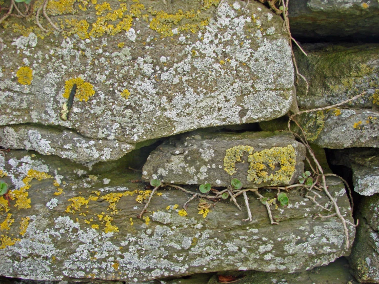 moss growing on a rock wall and creeping to the side