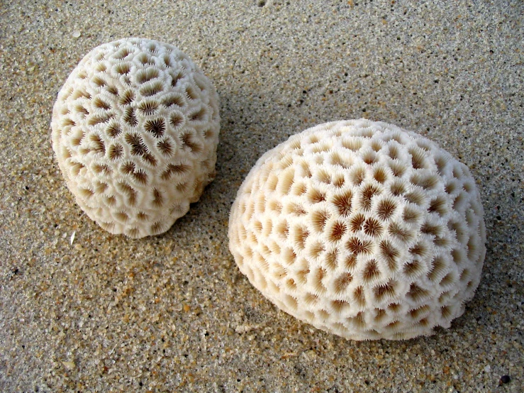 two decorative and natural balls laying on the sand