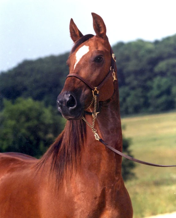 a brown horse with blonde hair on a rope tied around the reins