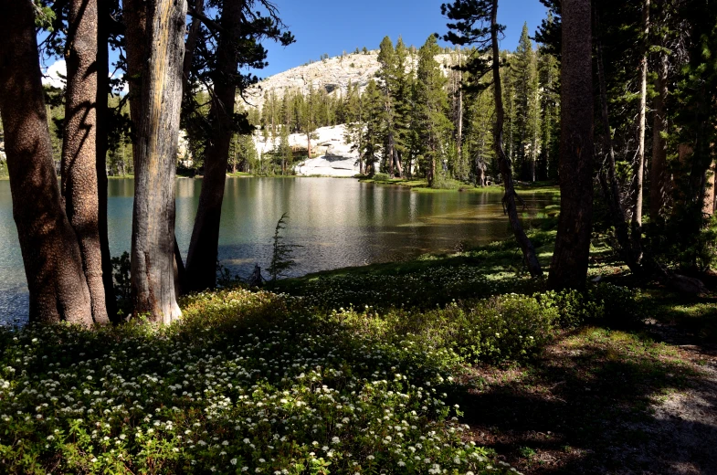 a lake sits on a wooded area surrounded by trees