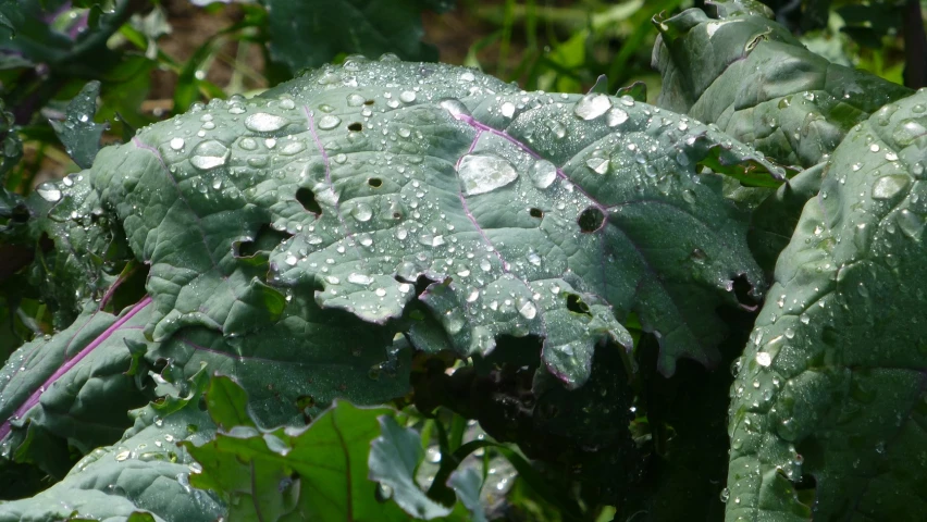 raindrops on a plant with lots of green leaves