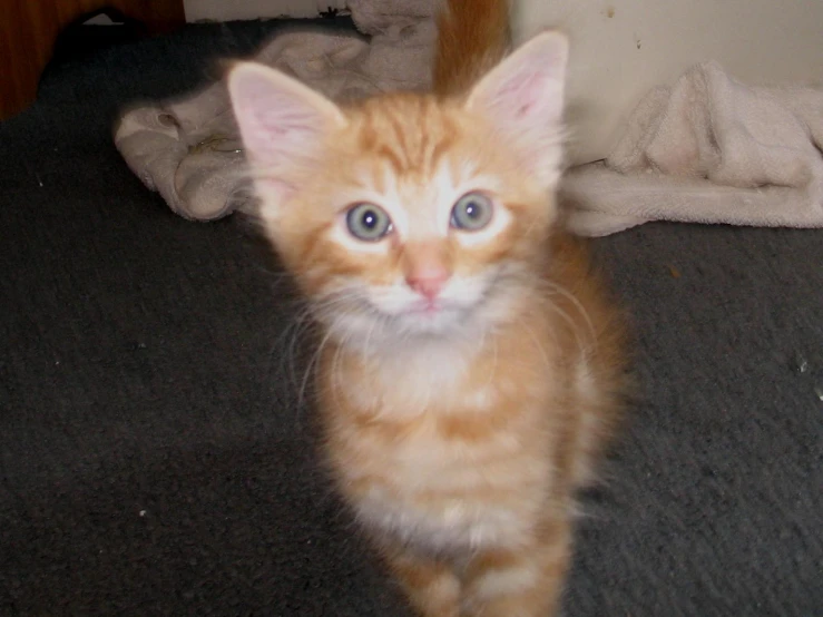 a orange kitten looking at soing as it sits on the floor