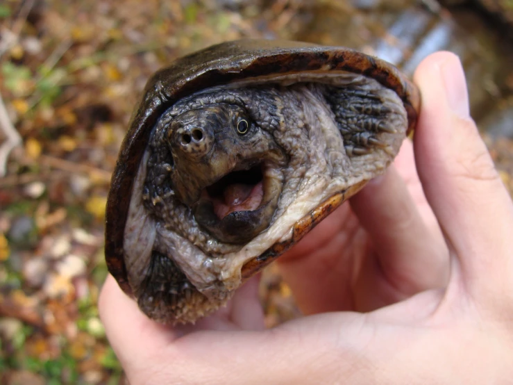 the tiny tortoise is biting through a persons mouth