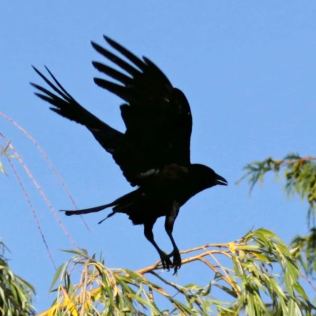 a black bird flying high up in a tree