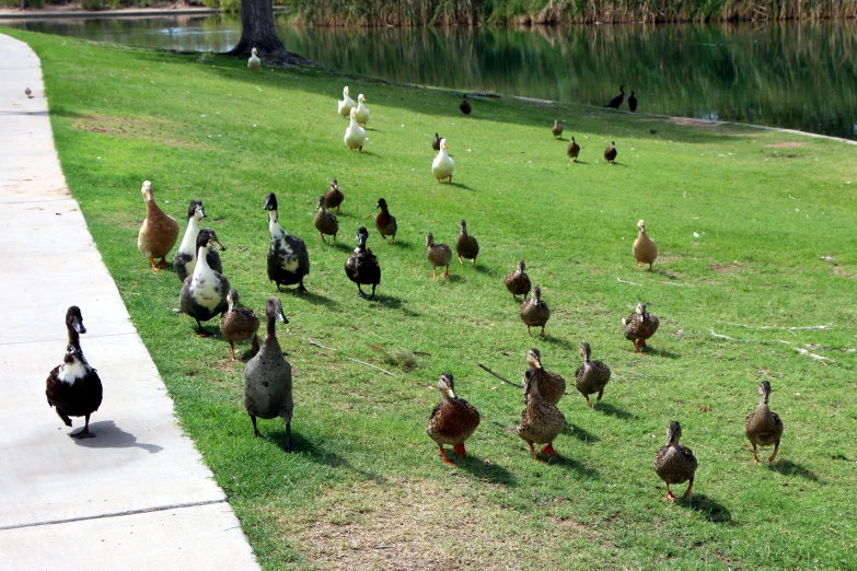 a flock of ducks standing around in the grass