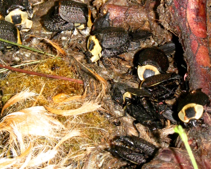 a group of bugs eating food on the ground