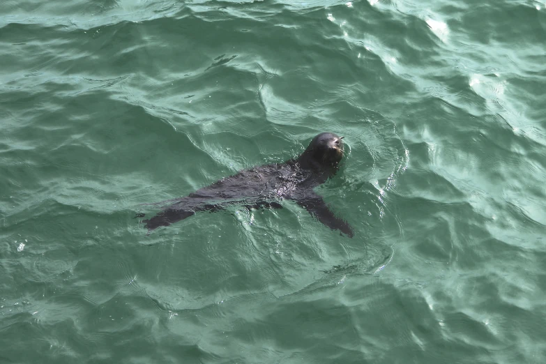 a seal that is swimming in some water