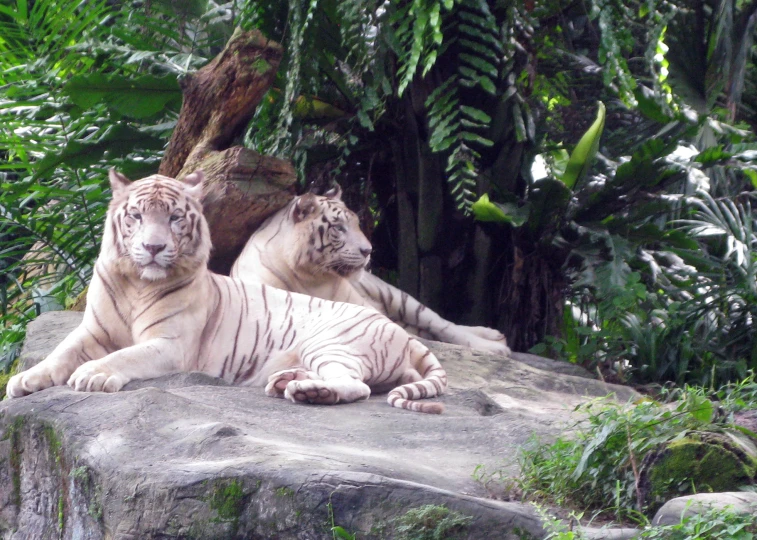 two white tigers sitting next to each other on top of rocks