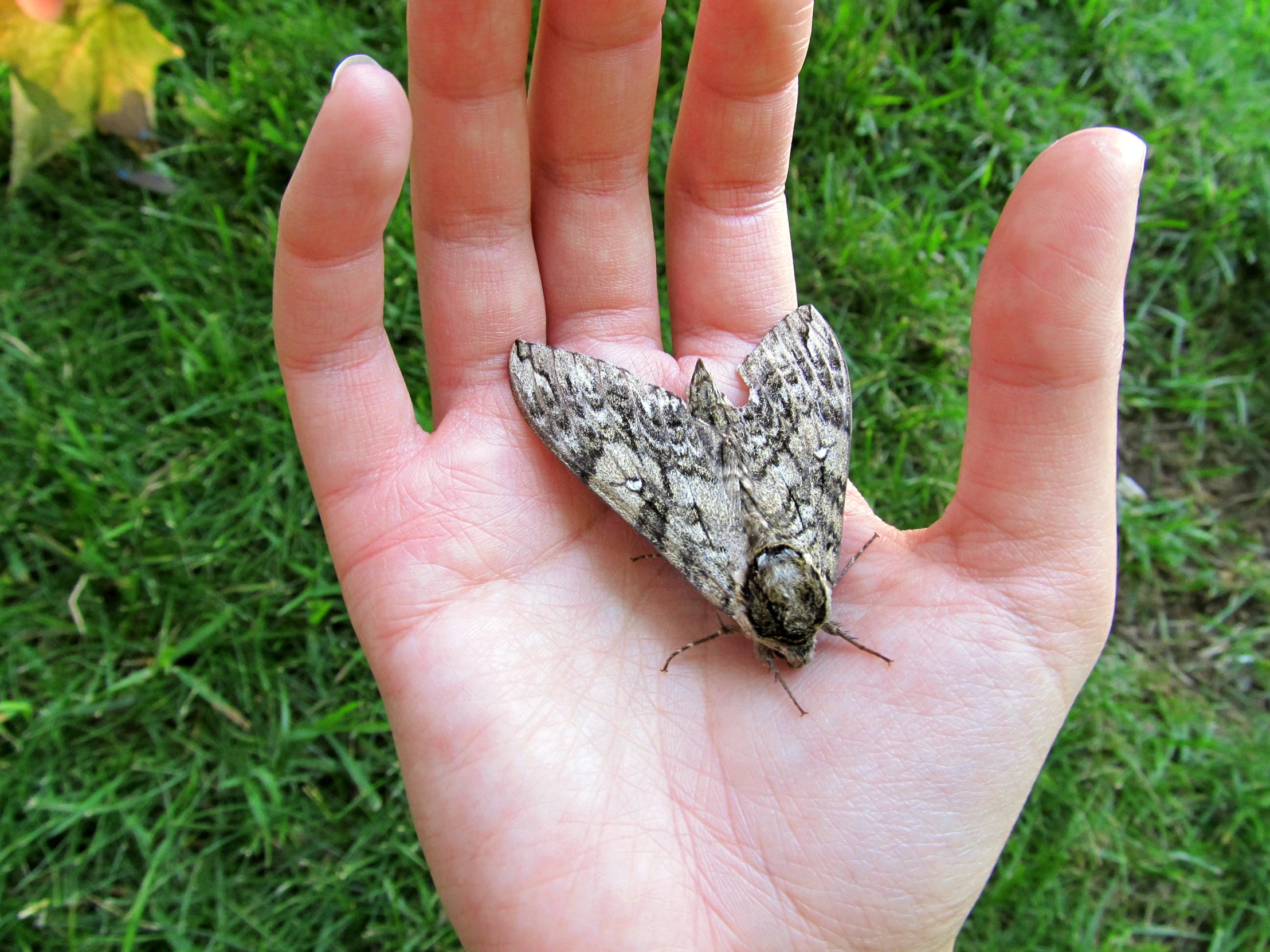 a small white and grey animal on a palm