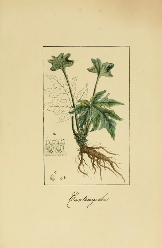 this is an illustration of a plant with root