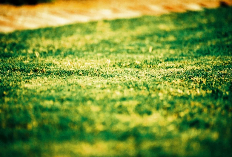 green grass with small patches of yellow flowers