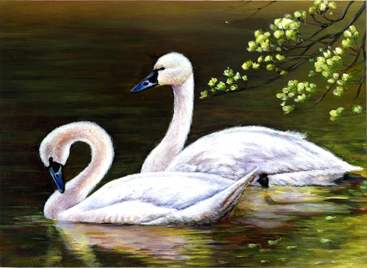 the two swan are sitting in the water