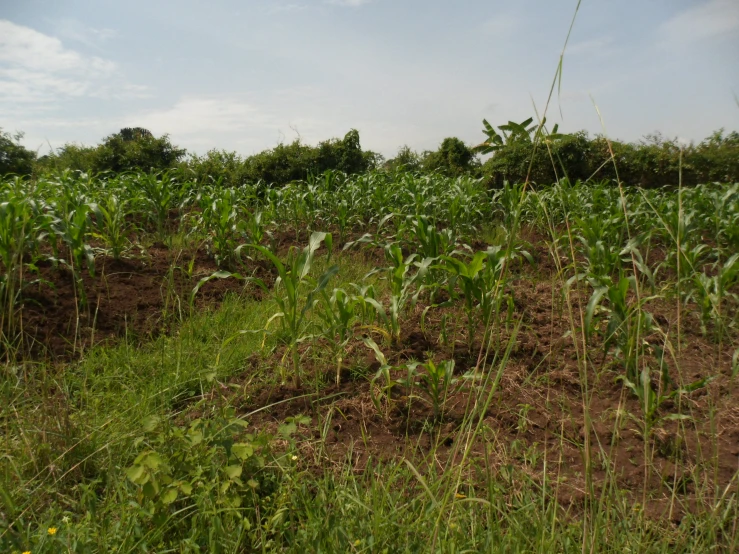 a field of crops with no grass in the background