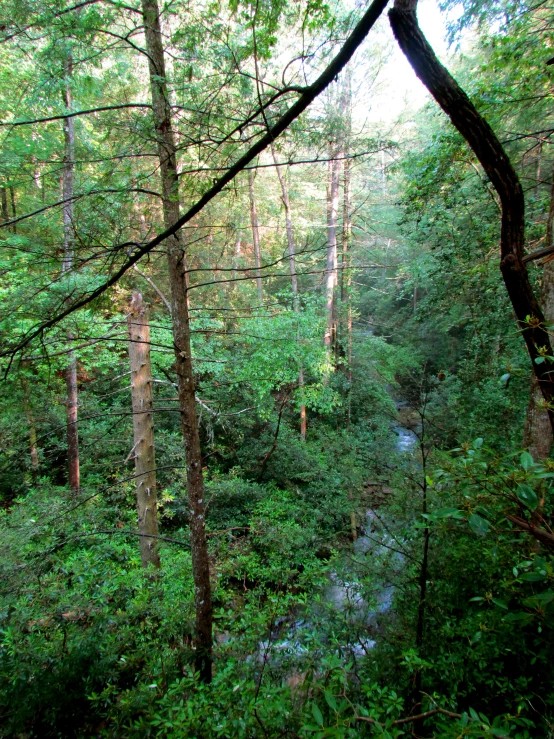 a forest with many trees and water in it