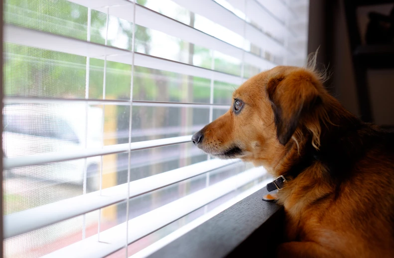 a brown dog sits at the window and looks outside