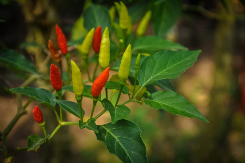 the chili is growing on the green leaves