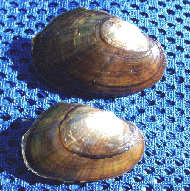 a couple of large shells that are on top of a table