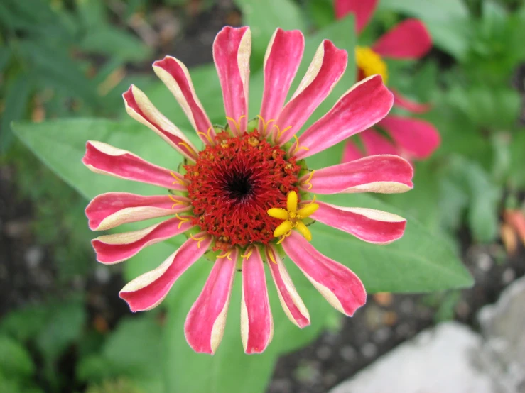 a small, pink flower with white and yellow centers