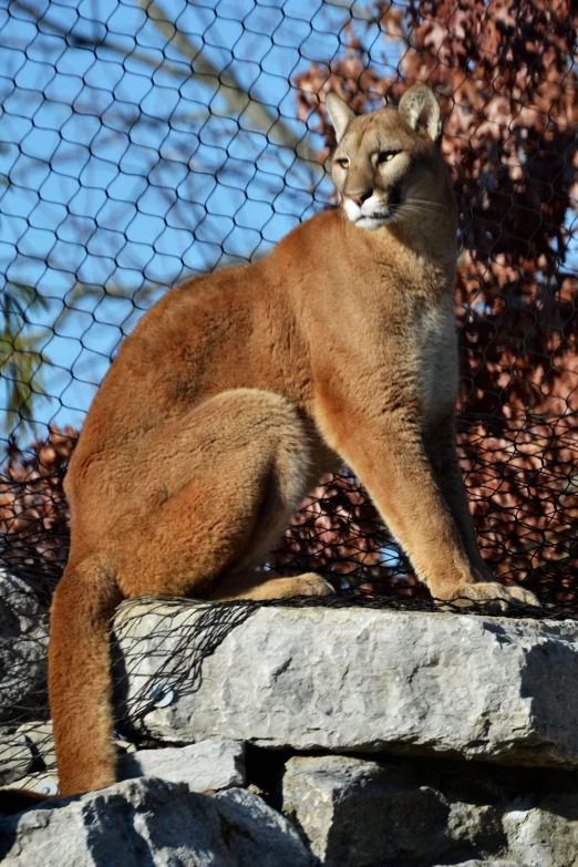 a mountain lion sitting on rocks near a fence