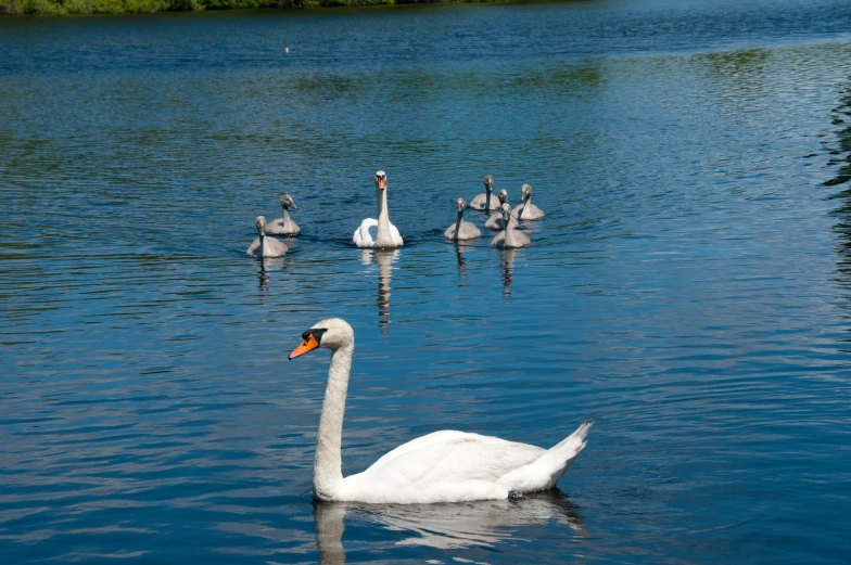 a swan is swimming alone in the water