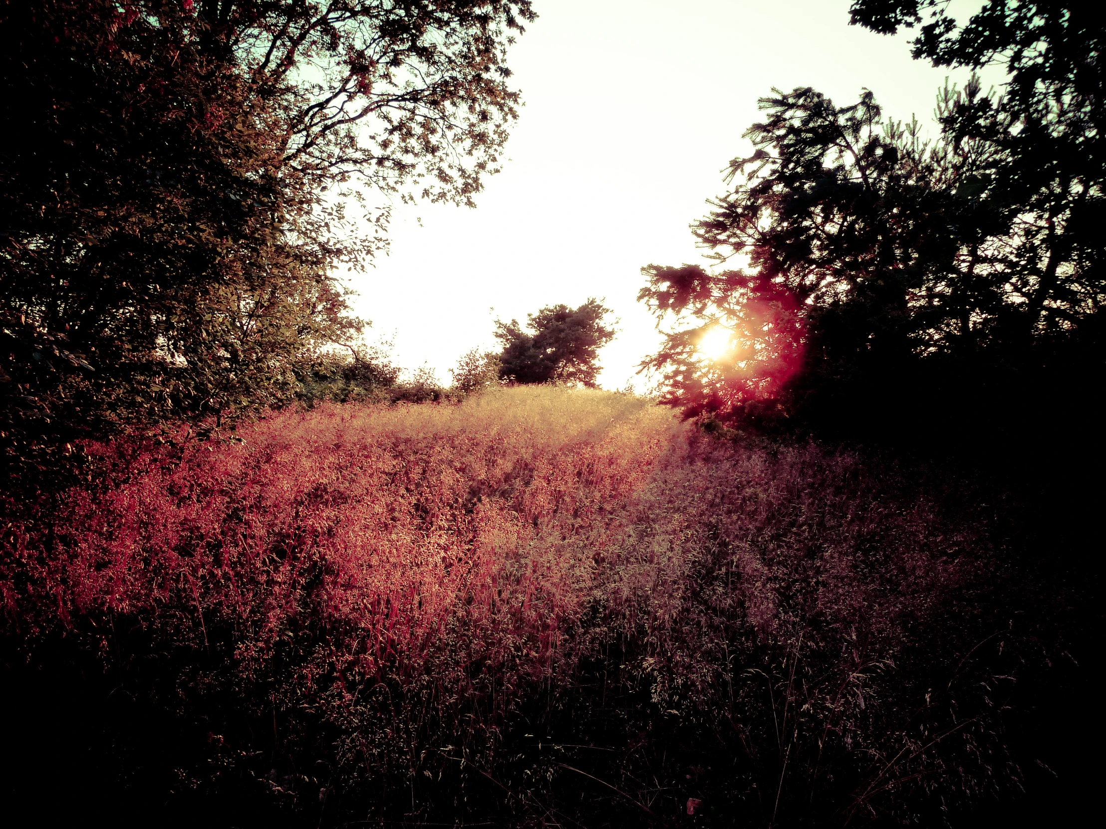 a grassy field with a tree and a sun in the distance