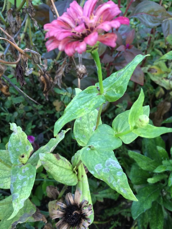 two large red and green leaves some purple flowers