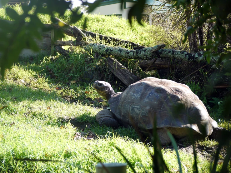 a large tortoise walking across the grass in a fenced area