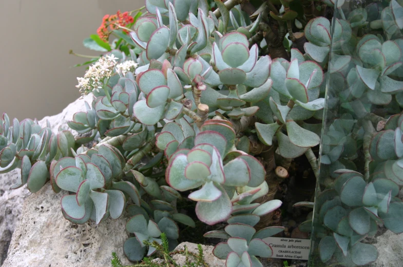 a group of different kinds of cactus growing out of rocks