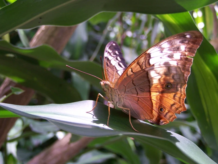 erfly sitting on top of leafy green plants