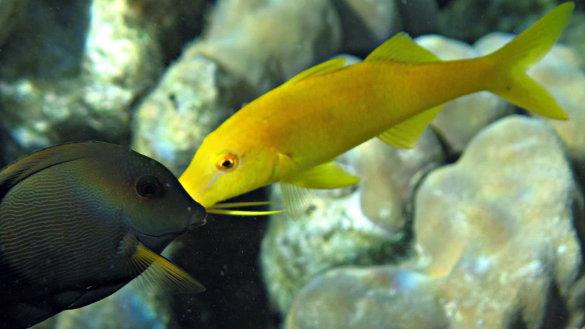 a fish that is standing on some rocks