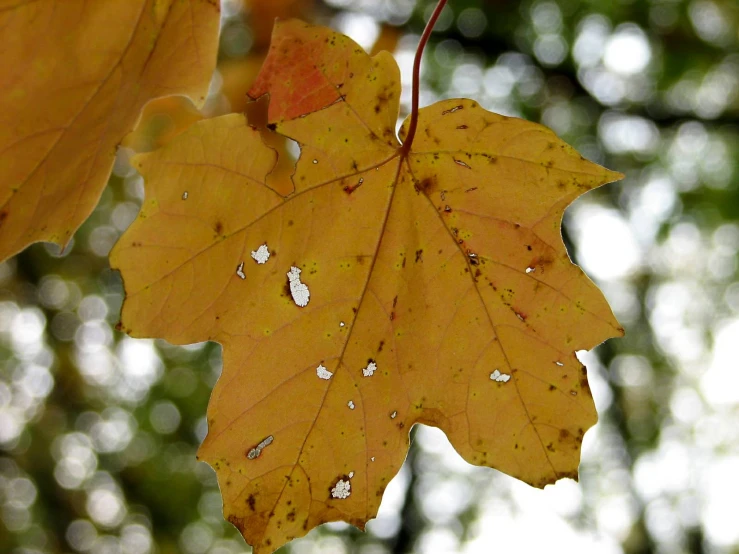 a yellow leaf that is on a tree nch