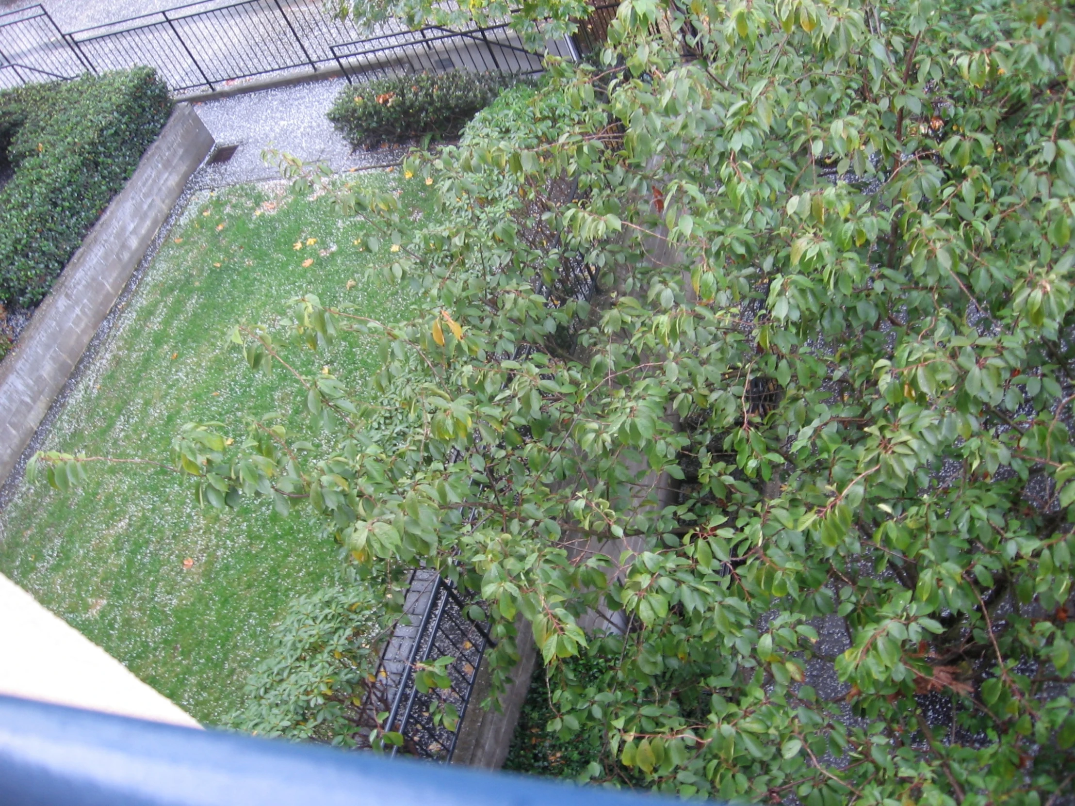 a cat looking down at a garden area in the rain