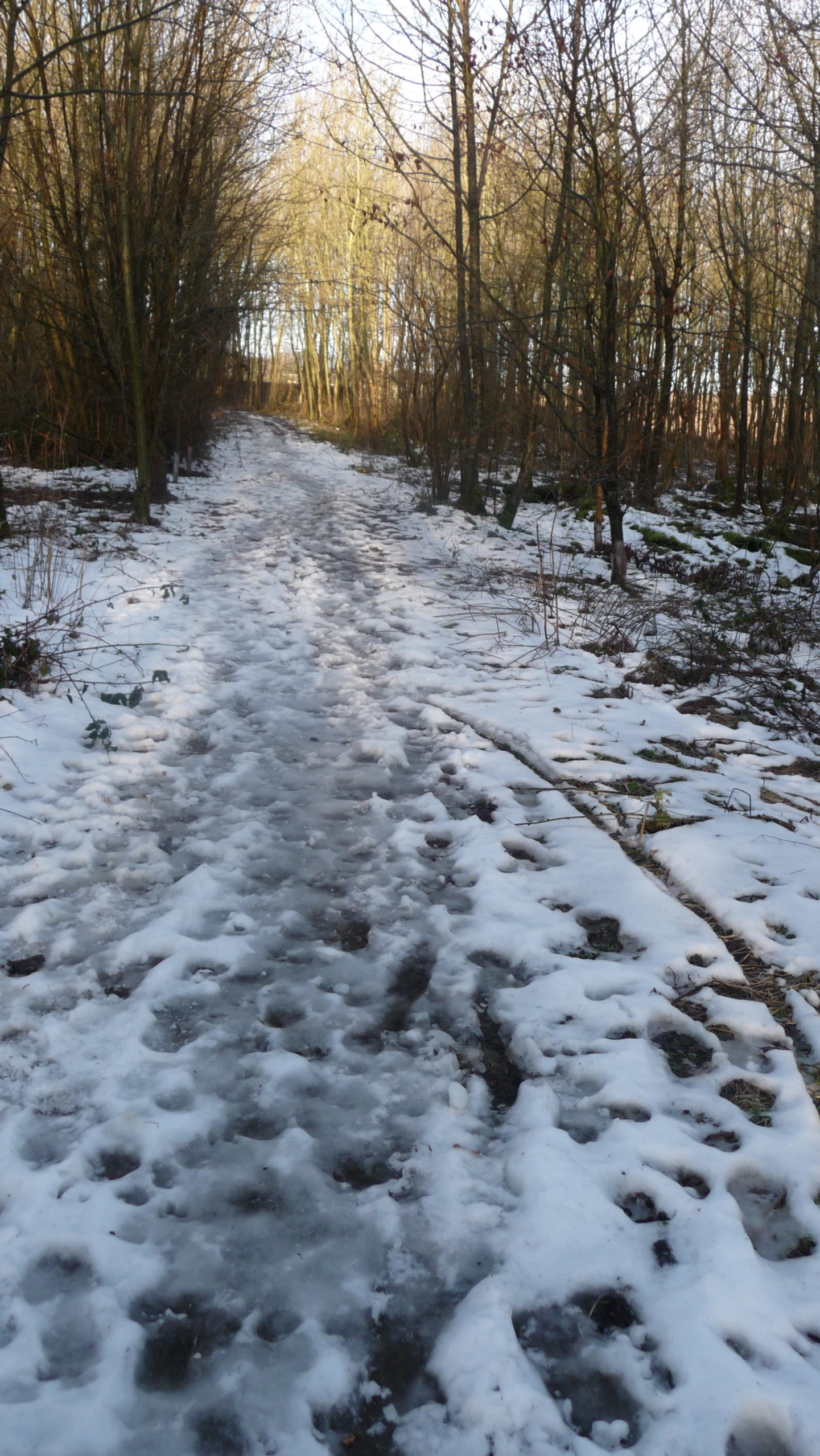 a very wide snow covered path through the woods