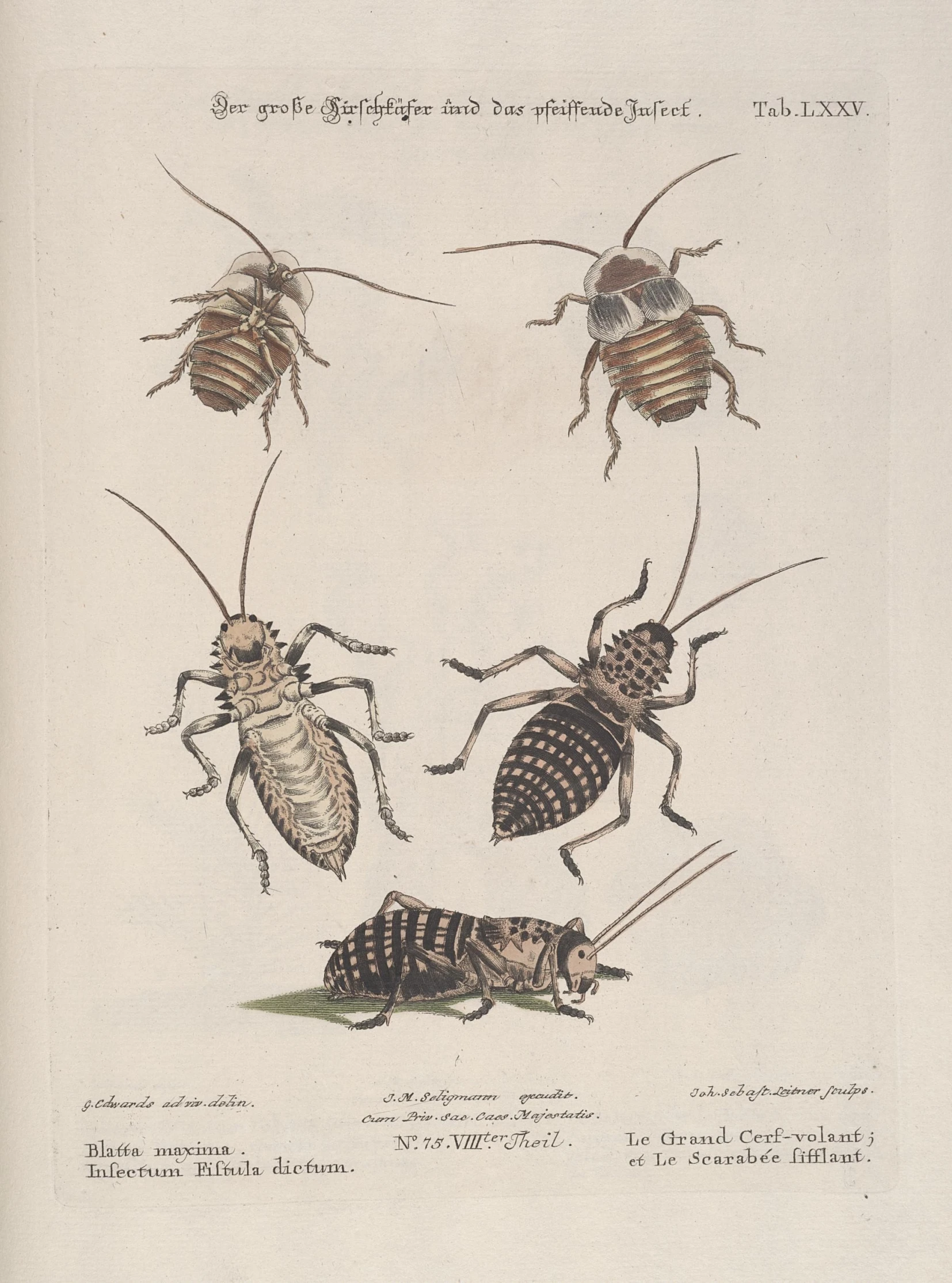 various bugs are shown together, one with an insect's body