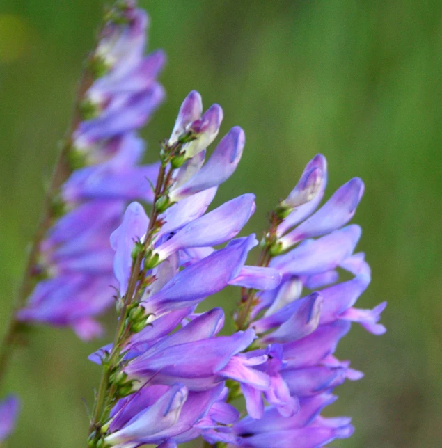 an image of a close up of flowers that are on a stem