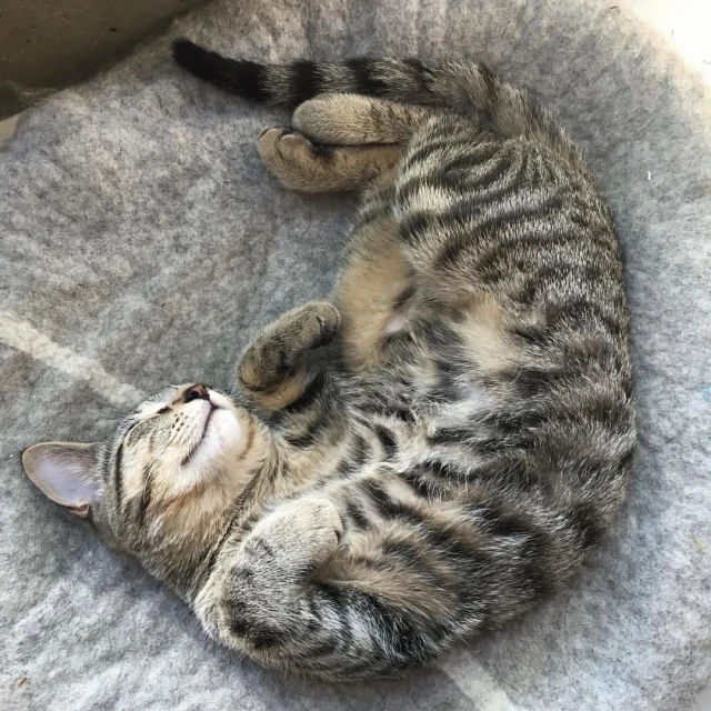 a cat curled up asleep on a blanket