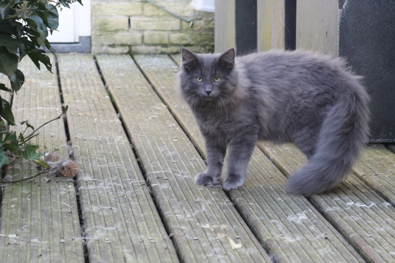 a gray cat walking on wooden boards towards the camera