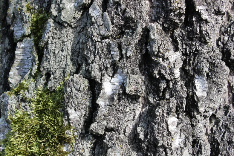 a closeup of a tree with moss growing on it