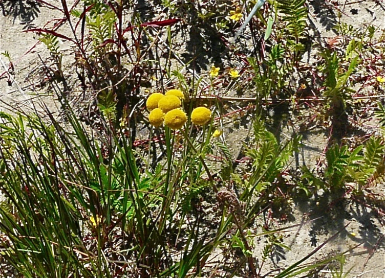 three yellow balls hanging from a small tree nch