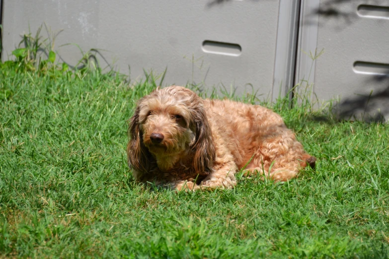 a dog laying on the grass by some storage units