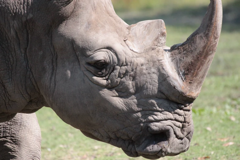 a rhino's snout with it's eyes open