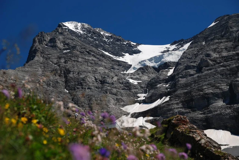 a beautiful mountain with a small patch of purple flowers