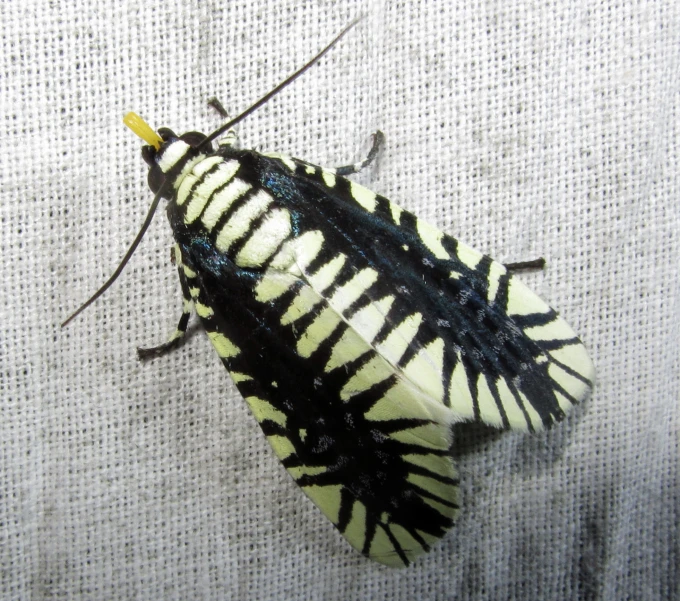 a very pretty yellow and black insect on a fabric